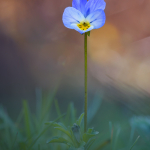 Viola nemausensis