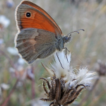 Coenonympha pamphilus