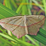 Timandra griseata