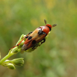 Macrosiagon bimaculatus