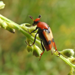 Macrosiagon bimaculatus