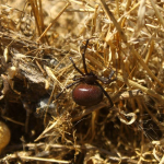 Latrodectus tredecimguttatus