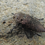 Capnodis tenebricosa