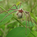 Pisaura mirabilis