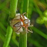 Oxyopes lineatus