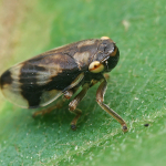 Philaenus spumarius