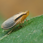 Philaenus spumarius