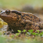 Bufo verrucosissimus