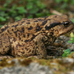 Bufo verrucosissimus