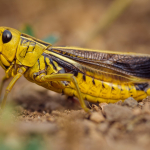 Arcyptera fusca