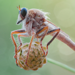 Stenopogon junceus