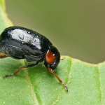 Smaragdina xanthaspis