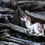 Mustela nivalis