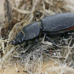 Dorcus parallelipipedus