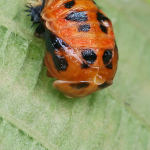 Harmonia axyridis