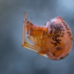 Parasteatoda simulans