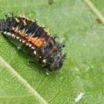 Harmonia axyridis