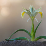 Iris caucasica