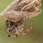 Parasteatoda tepidariorum