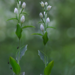 Cephalanthera damasonium