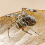 Parasteatoda tepidariorum