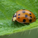 Harmonia axyridis