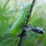 Amphipyra pyramidea