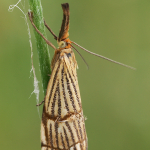 Chrysocrambus craterella