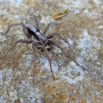 Alopecosa taeniopus