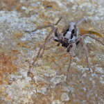 Alopecosa taeniopus