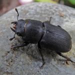 Dorcus parallelipipedus