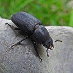 Dorcus parallelipipedus