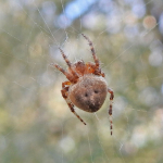 Neoscona subfusca