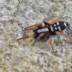 Poecilochroa variana