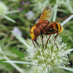 Volucella zonaria