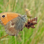 Coenonympha pamphilus