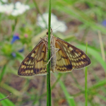 Sitochroa verticalis