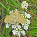 Sitochroa verticalis