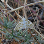 Idaea sericeata