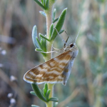 Idaea sericeata