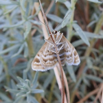 Idaea sericeata