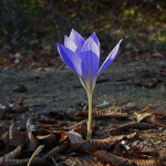 Crocus speciosus