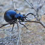 Meloe autumnalis