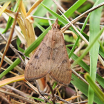 Uresiphita polygonalis