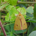 Diacrisia sannio