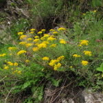 Alyssum murale