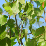 Anax imperator