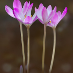 Colchicum speciosum