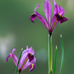 Iris reticulata