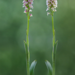 Orchis ustulata